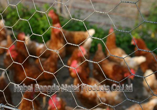 chicken wire cage